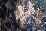 Ramaria stricta image