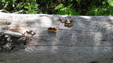 Gloeophyllum sepiarium image