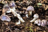Tricholoma griseoviolaceum image
