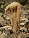Clavariadelphus pistillaris image