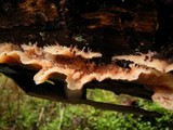 Merulius tremellosus image