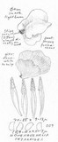 Hohenbuehelia petaloides image