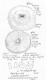 Pleurotopsis longinqua image
