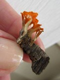 Dacryopinax spathularia image