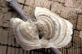 Trametes hirsuta image