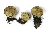 Lycoperdon marginatum image