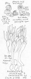 Mycena inclinata image