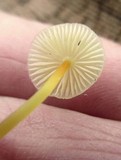 Mycena crocea image