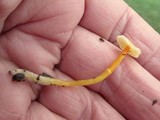 Mycena crocea image