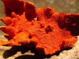 Earliella scabrosa image