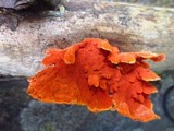 Earliella scabrosa image