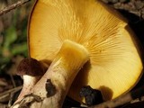 Tricholomopsis rutilans image