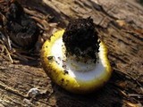 Floccularia albolanaripes image