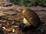 Floccularia albolanaripes image