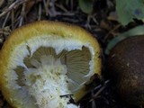 Floccularia albolanaripes image