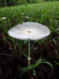 Leucocoprinus fragilissimus image