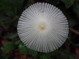 Leucocoprinus fragilissimus image