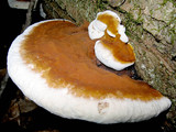Ganoderma lobatum image