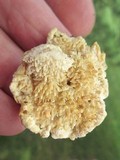 Sarcodontia pachyodon image