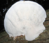 Ganoderma lobatum image