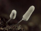 Arcyria cinerea image