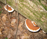 Ganoderma lobatum image
