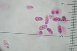 Resupinatus alboniger image