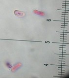 Resupinatus alboniger image