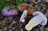 Cortinarius cylindripes image