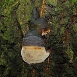 Phellinus igniarius image