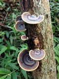 Microporus affinis image