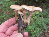 Armillaria gallica image