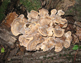 Meripilus sumstinei image