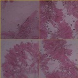 Camarophyllopsis phaeophylla image