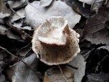 Inocybe bongardii image