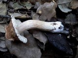 Inocybe bongardii image