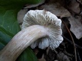 Inocybe bongardii image