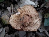 Inocybe bongardii image