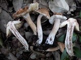 Inocybe bongardii image