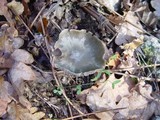 Clitocybe odora image