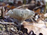 Clitocybe odora image