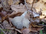 Clitocybe odora image