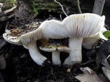 Tricholoma sejunctum image