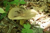 Lactarius argillaceifolius image