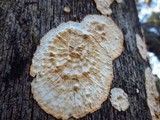 Phlebia radiata image