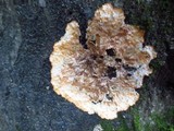 Phlebia radiata image