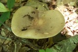 Lactarius argillaceifolius image