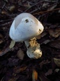 Amanita constricta image