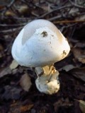 Amanita constricta image