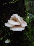 Pleurotus pulmonarius image